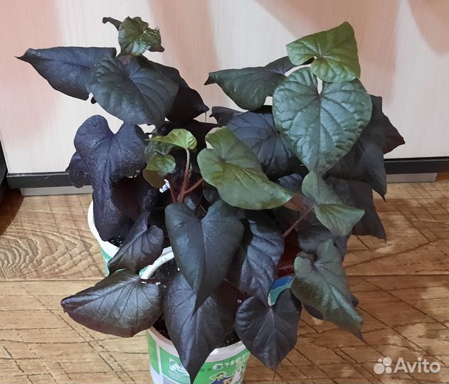 Ипомея батат