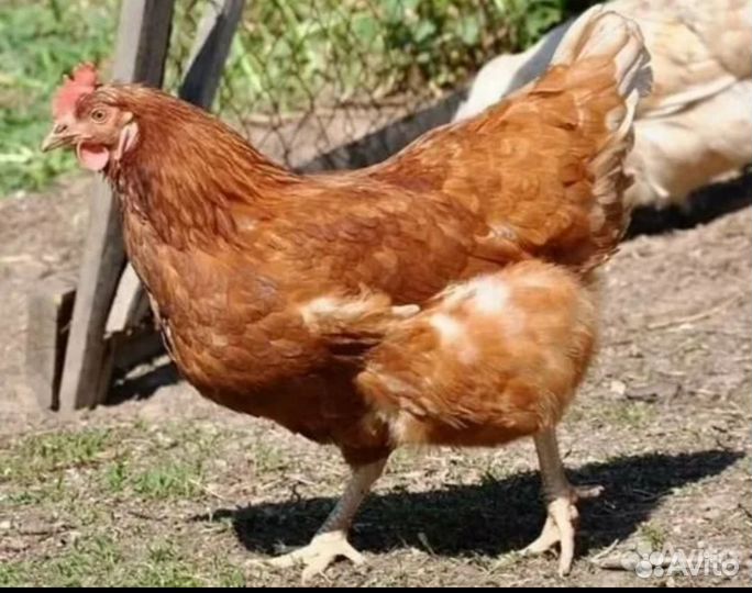 Инкубационное яйцо кур несушек