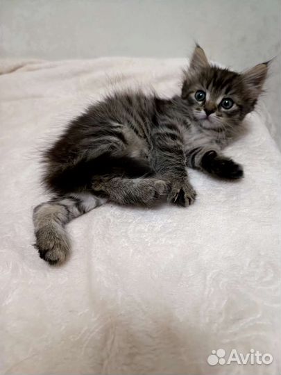 Котёнок 1 мес