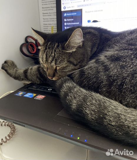 Кот