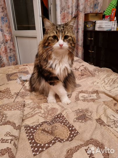 Кот на вязку