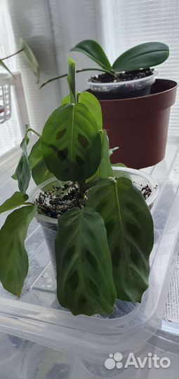 Комнатные цветы