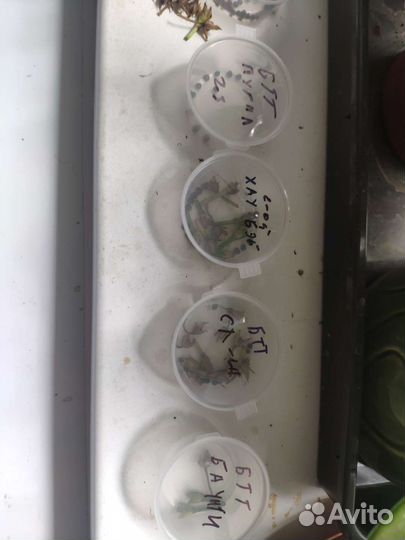 Семена батата (Ипомея Батат)