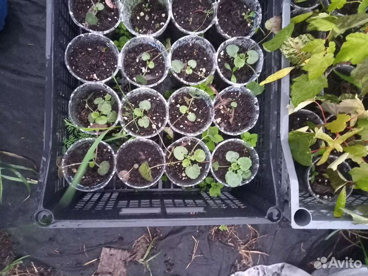 Колокольчик согнутый