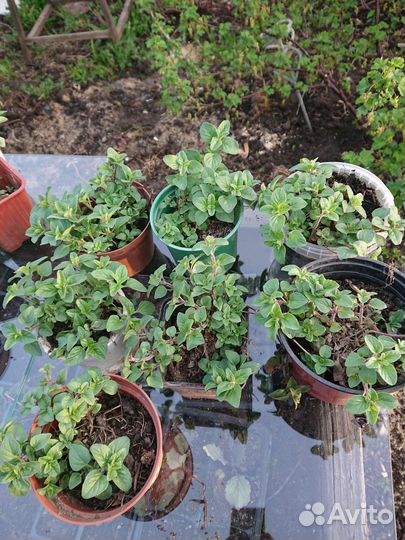 Саженцы пряно-ароматических многолетних растений