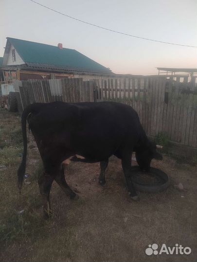 Корова дойная