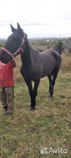 Кобыла и жеребец