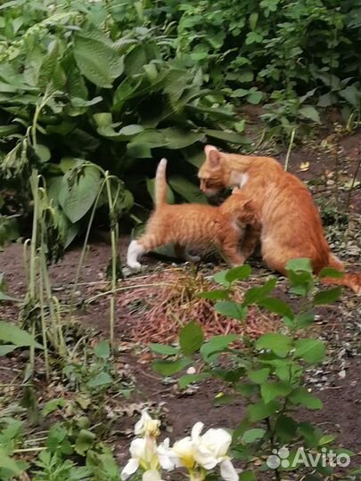 Котенок рыжик и трехцветочка