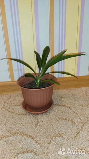 Пальма драцена