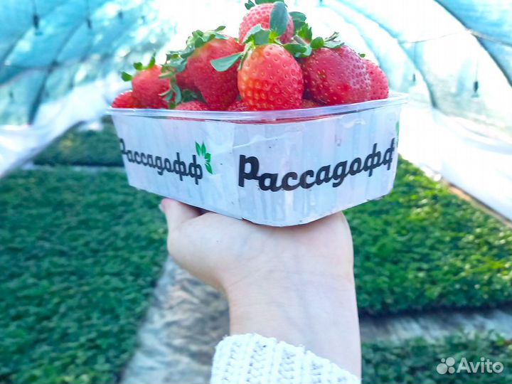 Рассада клубники. Элитные сорта оптом