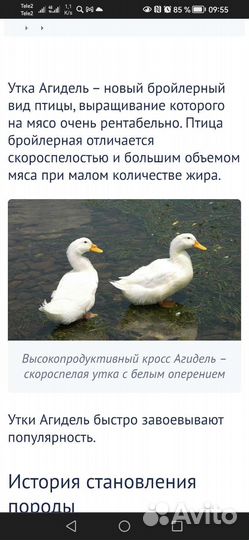 Утята Агидель. 10 дней