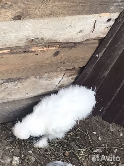 Семья китайские шелковые