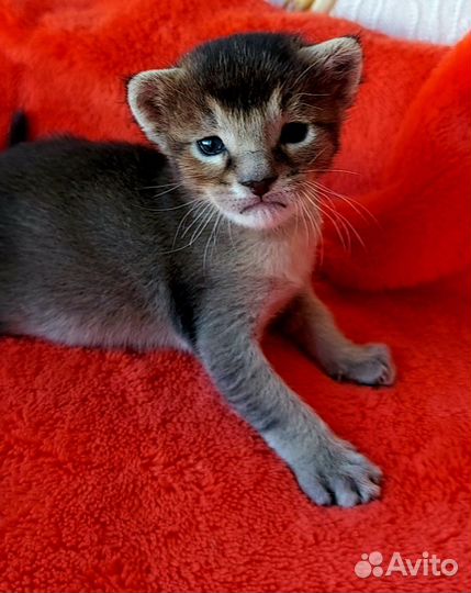 Девочка каракет