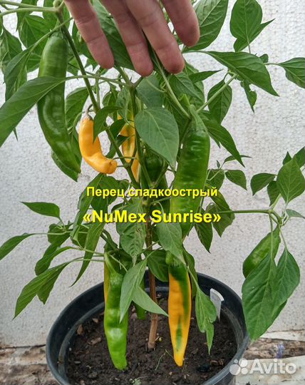 Перец пикантный «NuMex Sunrise» 10 семян