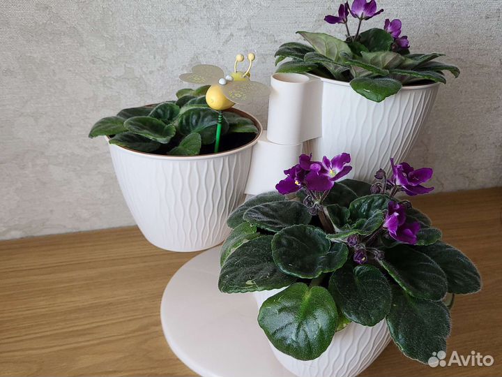 Флорариум (фиалка)