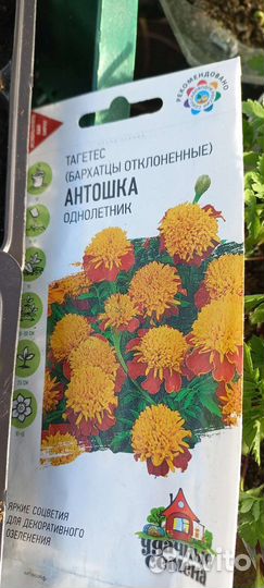 Рассада бархатцы