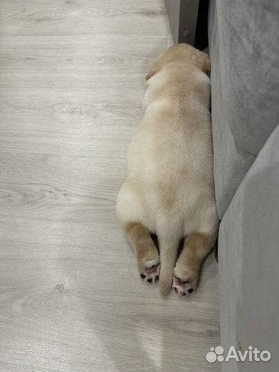 Щенок лабрадора палевый