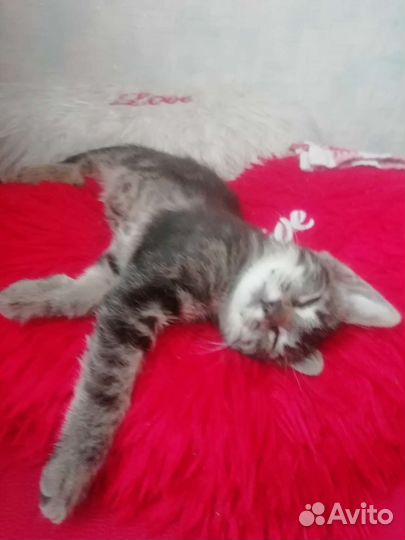 Продам котенка