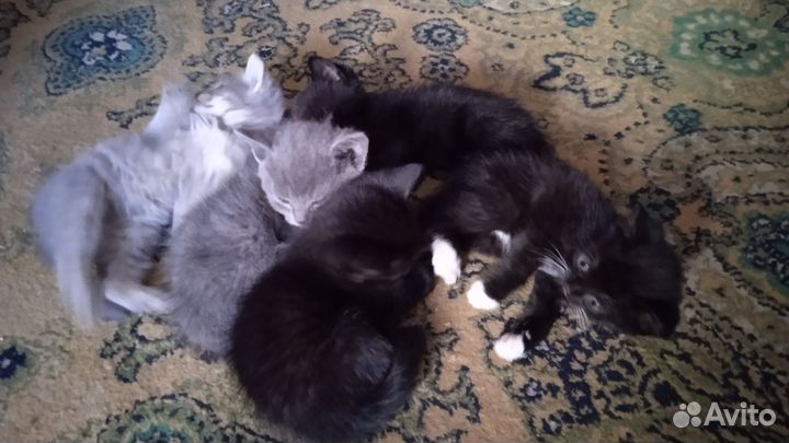 Котята в добрые руки