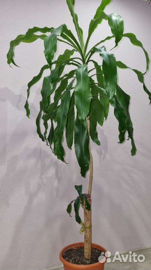 Пальма юкка