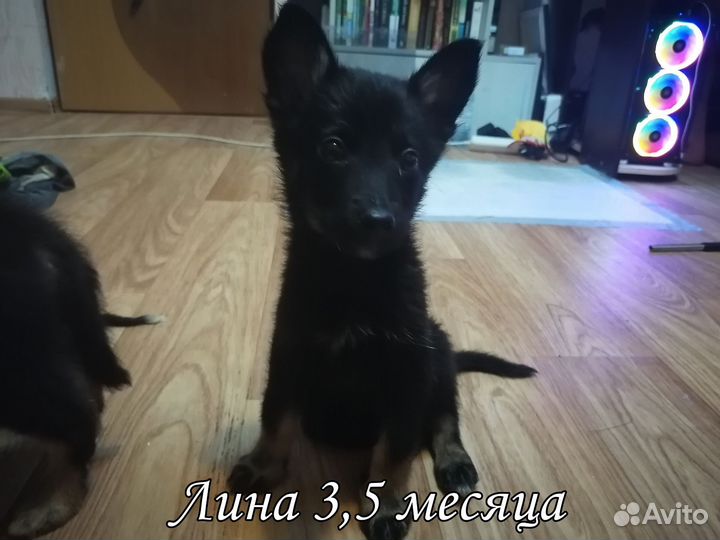 Щенок в добрые руки