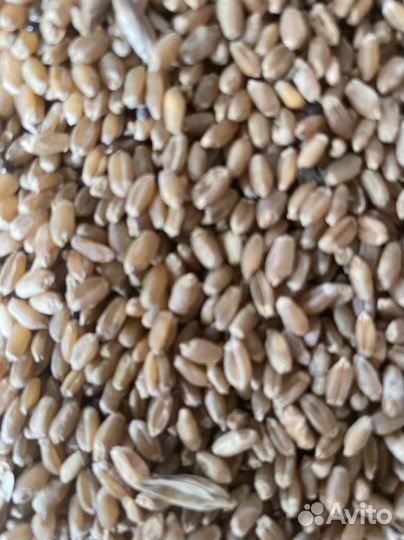Зерно пшеница