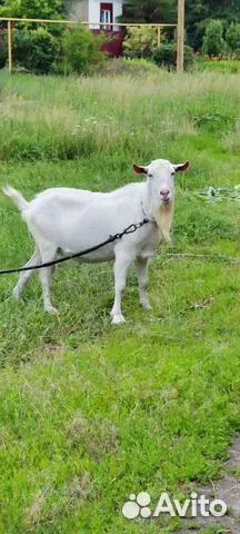 Козы разные