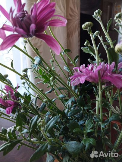 Хризантемы