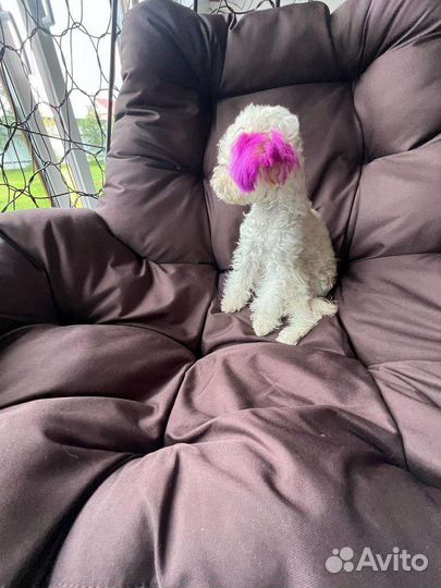 Маленькое чудо- Maltipoo F1