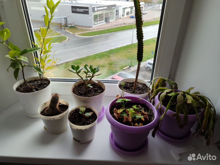 Комнатные цветы