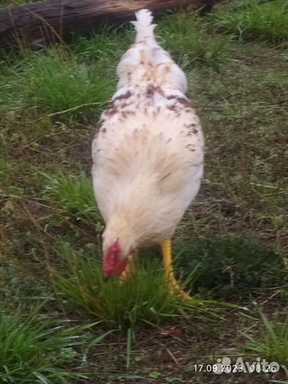 Молодые петушки