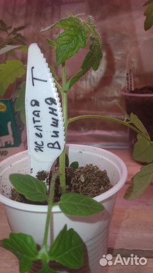 Рассада помидор