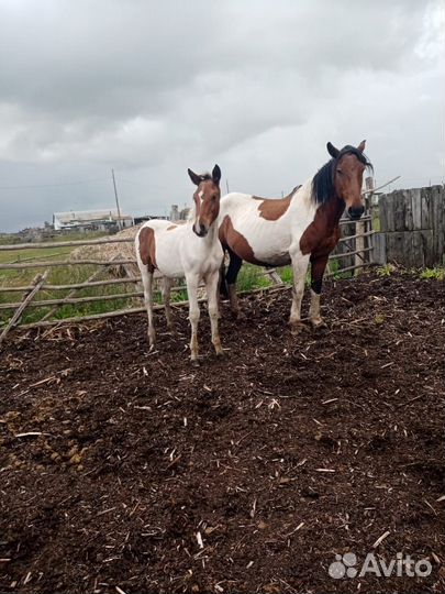 Кобыла с жеребенком