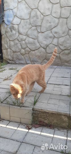 Отдам кота в добрые руки