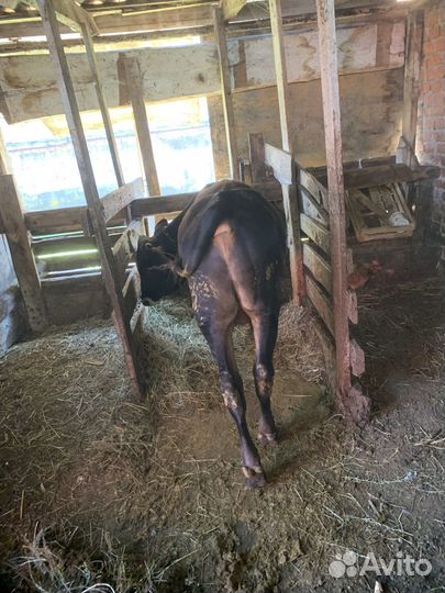 Продаю теленка