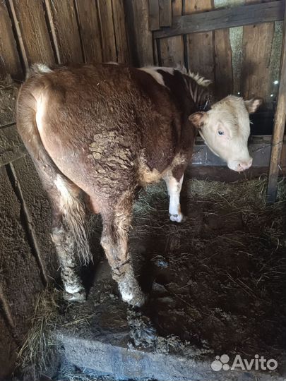 Бычки и быки 1 год