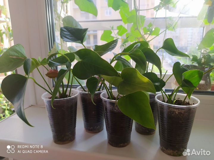 Антуриум, Комнатные цветы