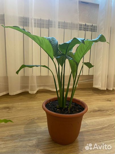 Спатифиллум