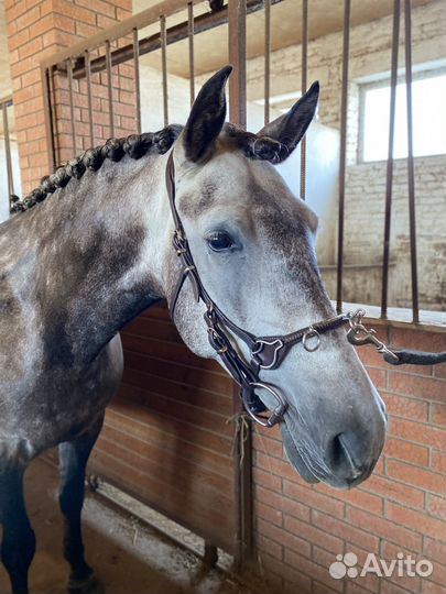 Конная амуниция