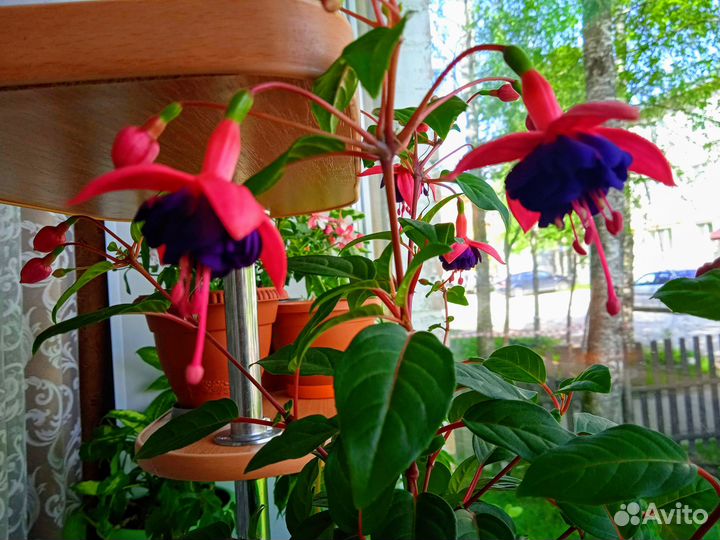 Продам цветы комнатные