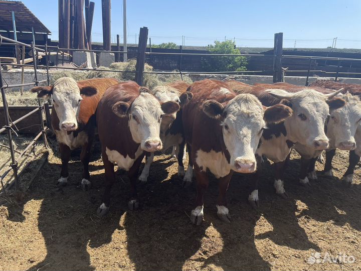 Телки герефорд