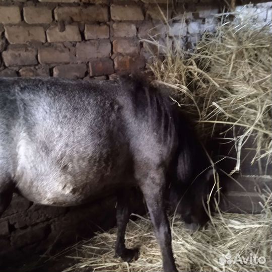 Кобыла миник