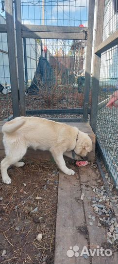 Славная девочка (4,5 мес)