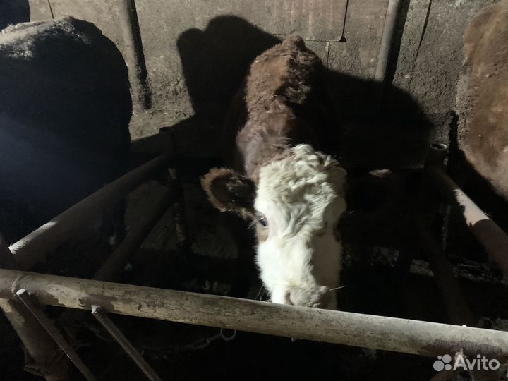 Телята бычки