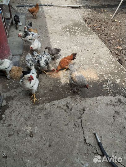 Куры несушки