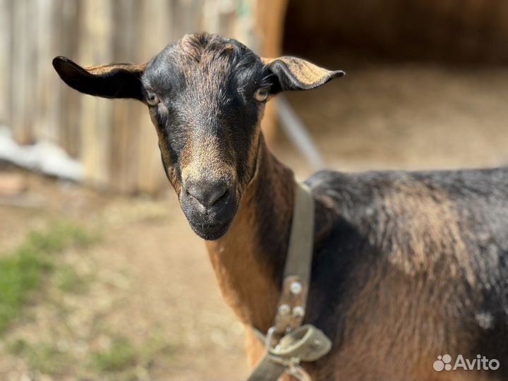 Альпийская дойная и нубийская козочка