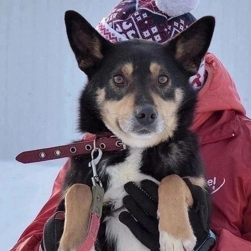 Собака в добрые руки. некрупный пёсик Генри