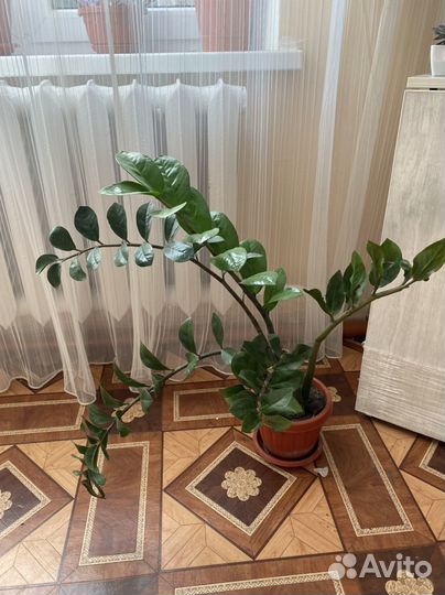 Замиокулькас