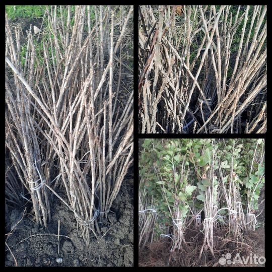 Смородина чёрная и красная