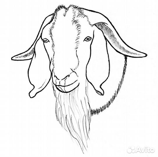 Козёл нубийский